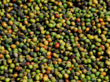 Coffee Beans, Coffee Plantation and Museum, Museo del Cafe, Antigua, Guatemala Fotografisk tryk af Cindy Miller Hopkins Coffee Beans, Coffee Plantation and Museum, Museo del Cafe, Antigua, Guatemala Fotografisk tryk af Cindy Miller Hopkins