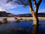 Tree Standing in Frozen Pond with Monadhliath Mountains in Background, Kingussie, United Kingdom Photographic Print by Andrew Parkinson