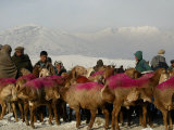 Afghan Men Look at Sheep with Their Backs Painted in Red, Kabul, Afghanistan, December 28, 2006 Lámina fotográfica por Rafiq Maqbool Afghan Men Look at Sheep with Their Backs Painted in Red, Kabul, Afghanistan, December 28, 2006 Lámina fotográfica por Rafiq Maqbool