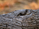 Dwarf Mongoose, Linyanti, Okavango Delta, Botswana Lámina fotográfica por Pete Oxford Dwarf Mongoose, Linyanti, Okavango Delta, Botswana Lámina fotográfica por Pete Oxford