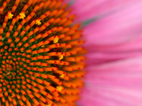Close-up of a Cone Flower in the summertime, Sammamish, Washington Photographic Print by Darrell Gulin