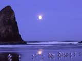 Full Moon and Seagulls at Sunrise, Cannon Beach, Oregon, USA Photographic Print by Janell Davidson