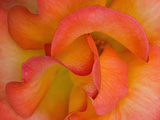 Rose Bloom, Woodland Park Zoo, Rose Garden, Seattle, Washington, USA Fotografie-Druck von Darrell Gulin