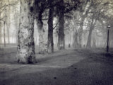 View of a Park with Trees, in Milan, with the Avenue Lighted by Street Lamps Photographic Print