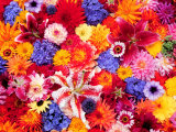 Dahlia, Oriental Lilies, Sunflower, Petunia, Zinnia, Hydrangea Bloom, Sammamish, Washington, USA Photographic Print by Darrell Gulin