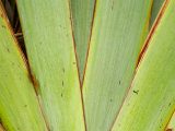 Flax Detail, West Coast, South Island, New Zealand Photographie par David Wall