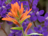 Scarlet Paintbrush and Larkspur, Olympic National Park, Washington, USA Photographic Print by Jamie & Judy Wild