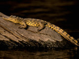 Nile Crocodile, Chobe National Park, Botswana Reprodukcja zdjęcia autor Pete Oxford