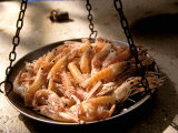 Shrimp at Open Fish Market, Sibenik, Croatia Photographic Print by Connie Bransilver