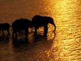 African Elephants, Okavango Delta, Botswana Photographie par Pete Oxford