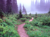 Path to Reflection Lake, Mt. Rainier National Park, Washington, USA Photographic Print by Janell Davidson