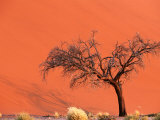 Acacia Tree in Front of Dune, Sossusvlei, Namibia Photographic Print by Andrew Parkinson
