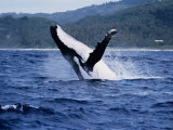 Humpback Whale, Breaching, Polynesia Photographic Print by Gerard Soury