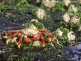 Sally Lightfoot Crabs, Feeding in Tidal Pool, Galapagos Lámina fotográfica por Mark Jones Sally Lightfoot Crabs, Feeding in Tidal Pool, Galapagos Lámina fotográfica por Mark Jones