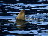 Great White Shark, Guadalupe Island, Mexico Photographic Print by David B. Fleetham