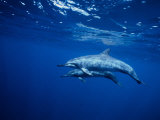 Long-Snouted Spinner Dolphin, Pair, Brazil Lámina fotográfica por Gerard Soury
