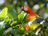 Scarlet Macaw, Peering Through Leaves, Costa Rica Photographic Print by Roy Toft