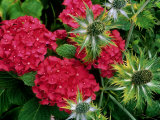 Hydrangea 