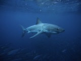 Great White Shark, Swimming, South Australia Photographic Print by Gerard Soury
