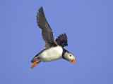 Atlantic Puffin, Adult in Flight, Iceland Lámina fotográfica por Mark Hamblin Atlantic Puffin, Adult in Flight, Iceland Lámina fotográfica por Mark Hamblin