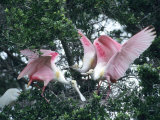 Roseate Spoonbills, Aggressive Behaviour, Texas, USA Photographie par Philippe Henry