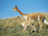Vicuna, Mother with 3 Week Old Baby, Peruvian Andes Photographic Print by Mark Jones