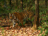 Bengal Tiger, Male Walking, Madhya Pradesh, India Photographic Print by Elliot Neep