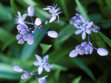 Scilla Messenaica (Squill), Close-up of Small Purple Lilac Flowers Lámina fotográfica por Mark Bolton