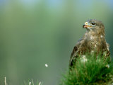 Buzzard, Strathspey, UK Photographie par Mark Hamblin