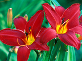 Hemerocallis "Chicago Aztec," Close-up of Red Flower Heads Photographie par Lynn Keddie