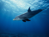 Bottlenose Dolphin, Underwater, Providenciales Lámina fotográfica por Gerard Soury Bottlenose Dolphin, Underwater, Providenciales Lámina fotográfica por Gerard Soury