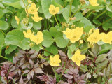 Summer Partners, Caltha Palustris & Astilbe X Andresii Wisley Fotografisk trykk av Sunniva Harte Summer Partners, Caltha Palustris & Astilbe X Andresii Wisley Fotografisk trykk av Sunniva Harte