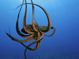 Day Octopus, Hawaii, Photographic Print