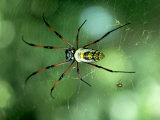 Golden Orb-Web Spider, Madagascar Photographic Print by Kenneth Day