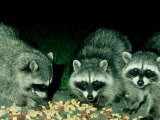 Raccoons, Feeding, USA Photographie par Frank Schneidermeyer