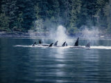 Killer Whale, Pod at Surface, BC, Canada Photographic Print by Gerard Soury