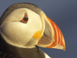 Atlantic Puffin, Close-up Portrait of Adult in Breeding Plumage, Iceland Lámina fotográfica por Mark Hamblin Atlantic Puffin, Close-up Portrait of Adult in Breeding Plumage, Iceland Lámina fotográfica por Mark Hamblin