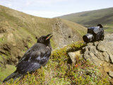Common Raven, and Camera, Iceland Photographie par Philippe Henry