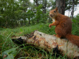 Red Squirrel, Sitting, Lancashire, UK Photographic Print by Elliot Neep