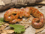 David M. Dennis - Corn Snake, Sarasota County, USA - Fotografik Baskı David M. Dennis - Corn Snake, Sarasota County, USA - Fotografik Baskı