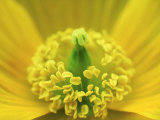 Welsh Poppy, Yorks, UK Photographic Print by Mark Hamblin