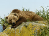 Alaskan Brown Bear, Alaska, USA Photographic Print by Daniel Cox
