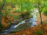 River in Autumn Woodland, Ireland Photographic Print by David Boag