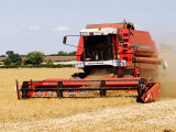 Combine Harvester Harvesting Crop, England Fotografisk tryk af Martin Page