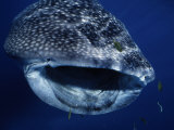 Whale Shark, Gaping, W. Australia Photographie par Gerard Soury