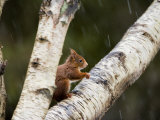 Red Squirrel, Perched on Birch Branch in Snow, Lancashire, UK Photographic Print by Elliot Neep