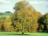 Horse Chestnut in Autumn, UK Photographic Print by Mike England