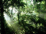 Tropical Rainforest, Panama Photographic Print by John Brown