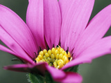 Osteospermum 