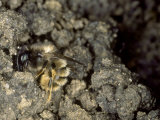 Red Mason Bee, Collecting Mud for Nest Building, Oxfordshire, UK Lámina fotográfica por O'toole Peter Red Mason Bee, Collecting Mud for Nest Building, Oxfordshire, UK Lámina fotográfica por O'toole Peter